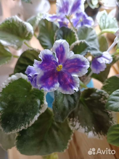 Черенки сортовых фиалок