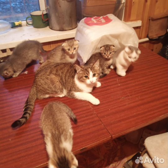 Котятки ,2 месяца