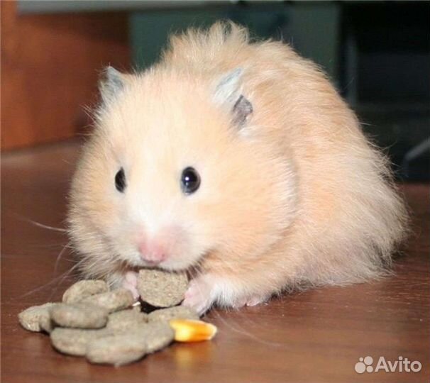 Сирийские хомячки. Клетки. Доставка