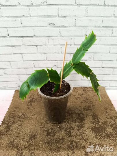 Декабрист шлюмбергера желтая