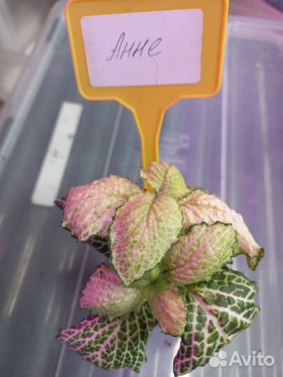 Фиттонии,20 сортов