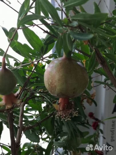 Гранаты, питахайя, пеларгонии, перец острый и др