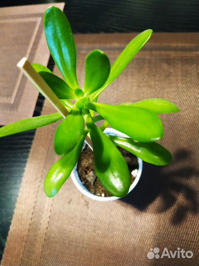 Кактусы и суккуленты по 150