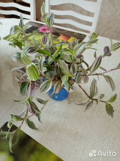 Комнатные растения