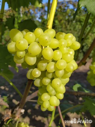 Вегетирующие саженцы винограда