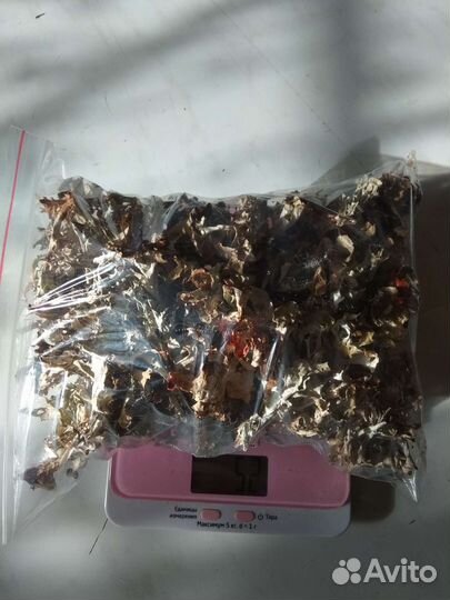 Исландский мох (цетрария)