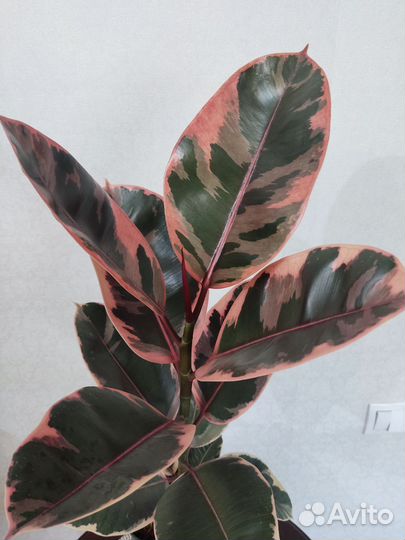 Фикус Белиз Руби