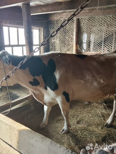 С/х животные