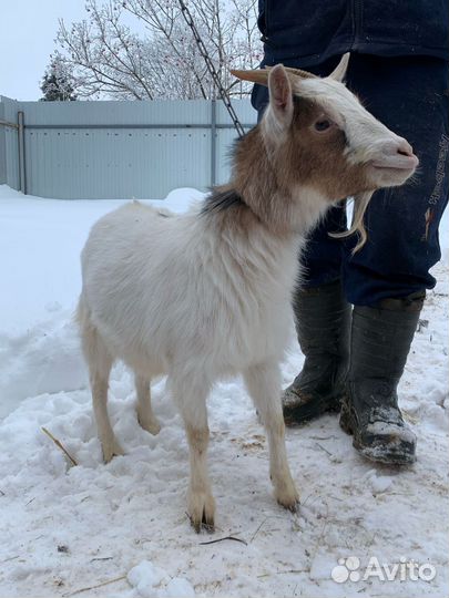 Нубийские козы,камерунские