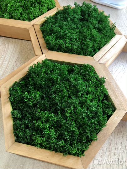 Соты со мхом