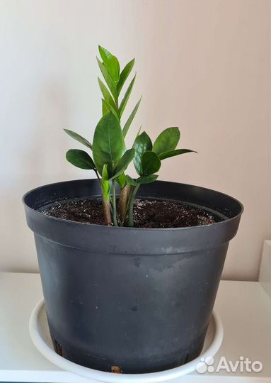 Замиокулькас