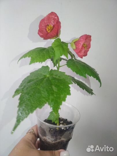 Абутилон комнатный клён, цветущий