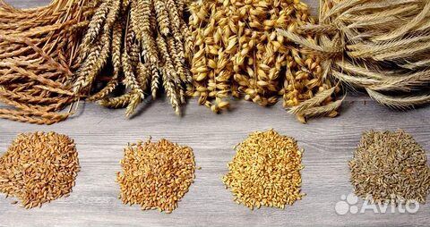 Зерно пшеница ячмень кукуруза