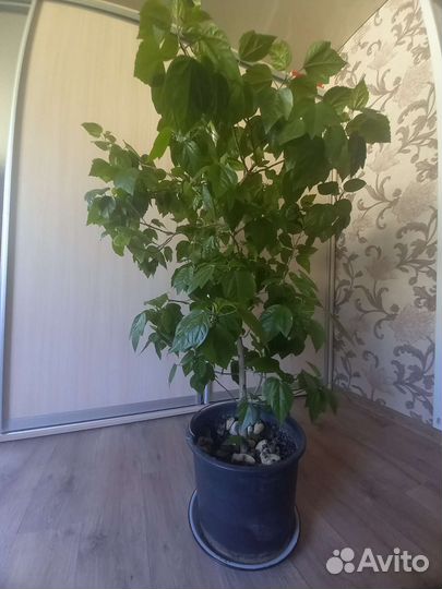 Гибискус китайская роза