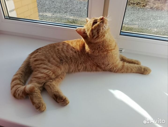 Кот для вязки