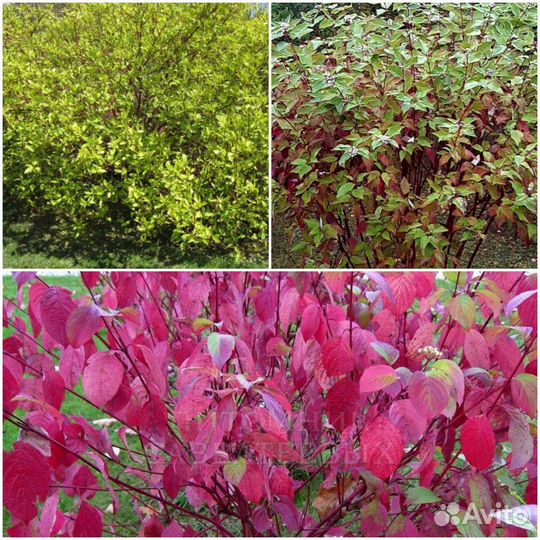 Дерен сибирика