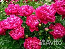 Пион, сентябринки, Жасмин, ирисы и др