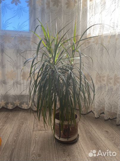 Драцена Пальма