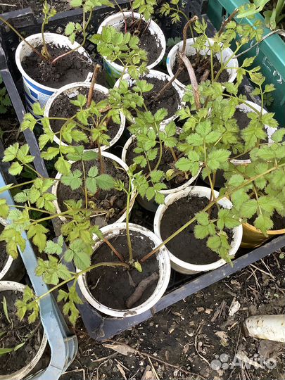 Астильба розовая