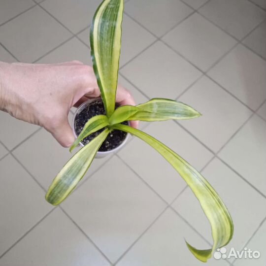 Сансевиерии разные