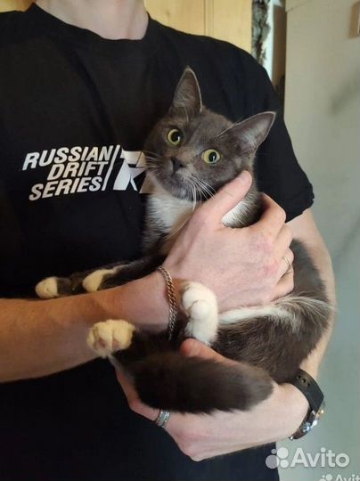 Кошечка 1 год в самые добрые руки