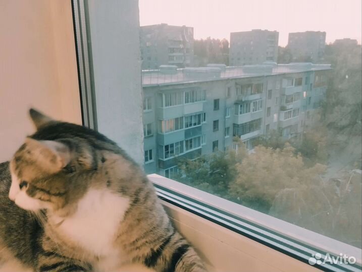 Домашние животные