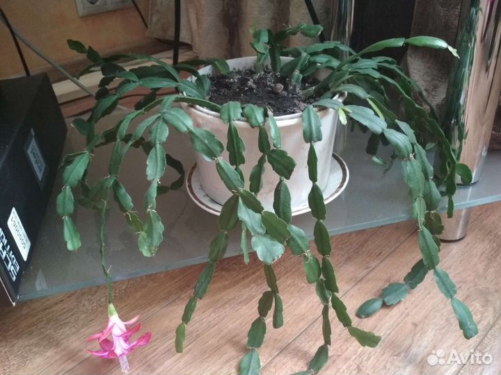 Комнатные цветы