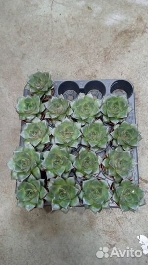 Эхеверии пурпузорум суккуленты много