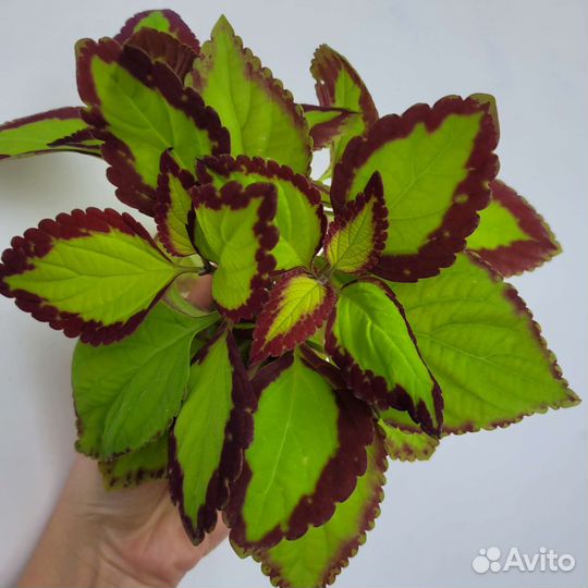 Колеусы.В наличии около 40 сортов