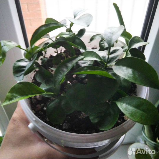 Лимонное дерево