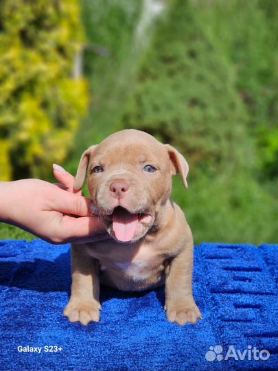 Американский булли