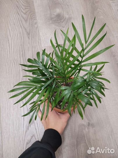 Пальма Хамедорея элеганс
