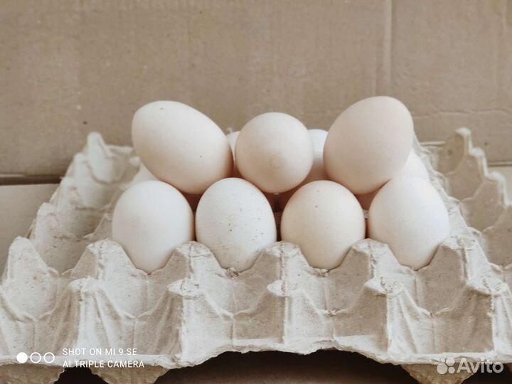 Домашние куриные яйца