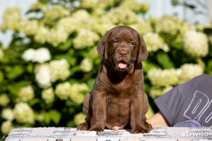 Щенки лабрадора