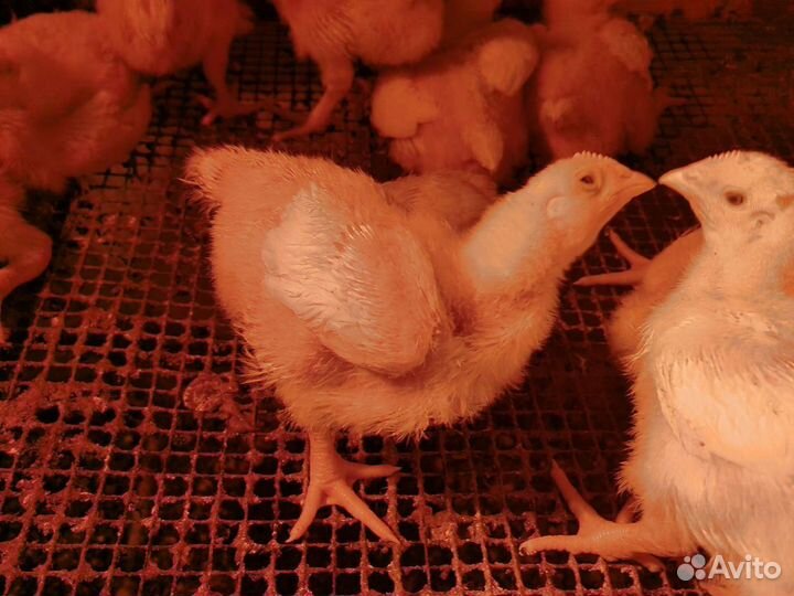 Бройлер суточный и подрост(в наличии)