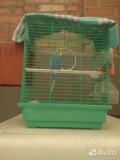 Волнистый попугай с клеткой