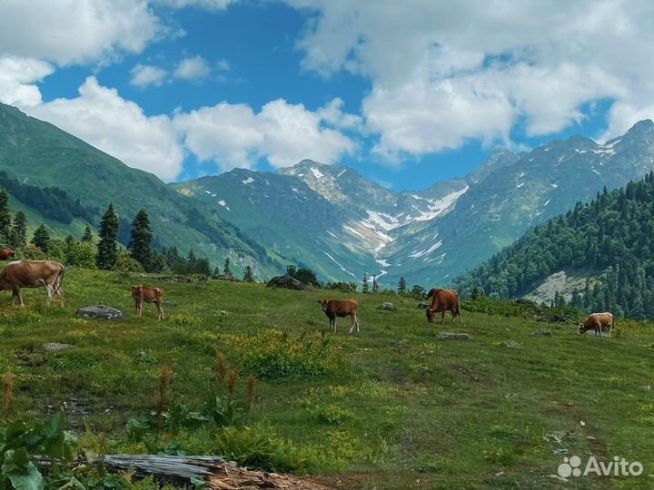 Экскурсии в Абхазию