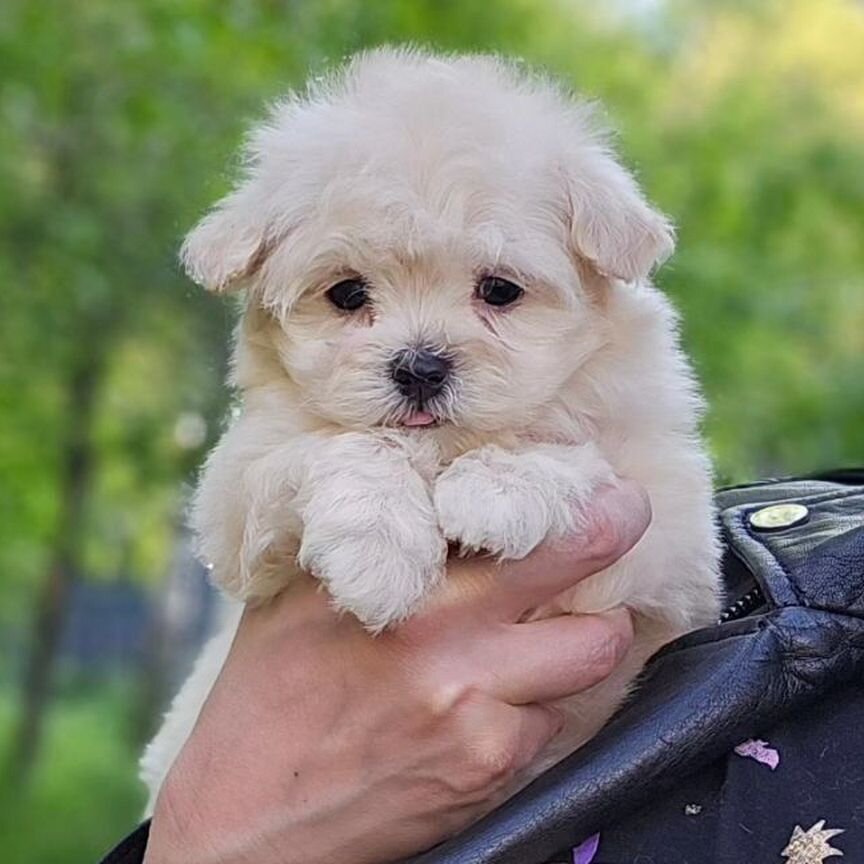 Мальчик maltipoo F1