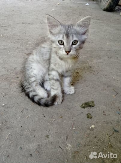 Отдам котят в добрые руки