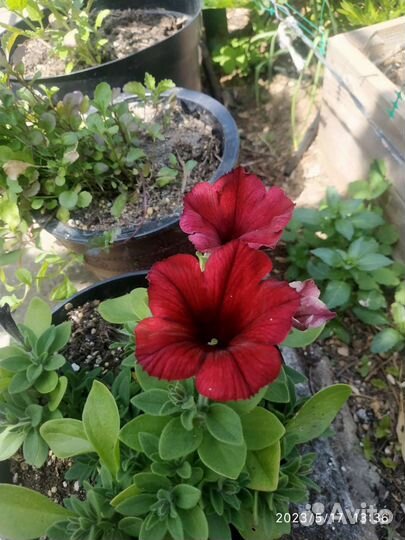 Петунии Тайдалы,Опера