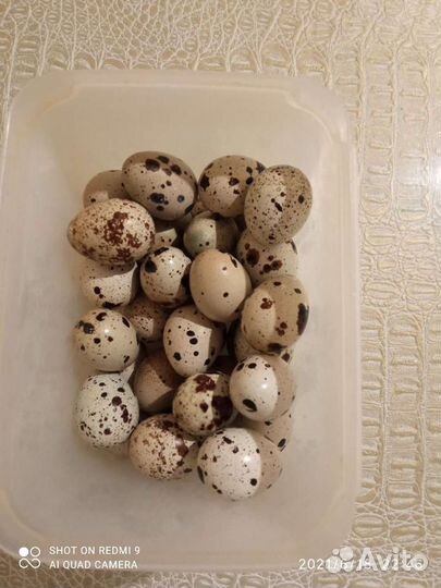 Яйца перепелиные, куриные