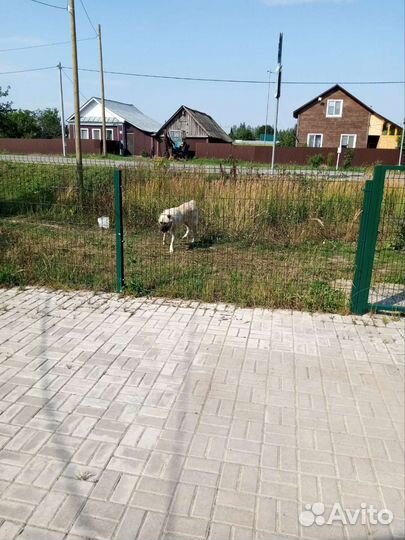 Алабай