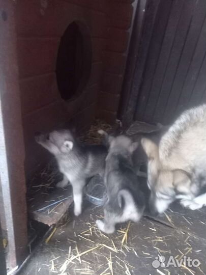 Западно сибирская лайка