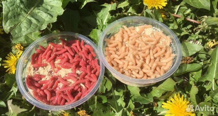 Червяк навозник, есть и выползок и опарик