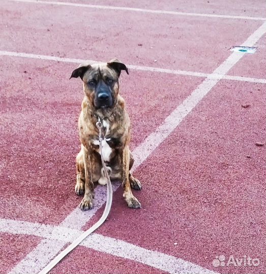 Чарли ищет дом