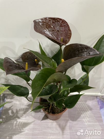 Антуриум Шоколад 12/40 см