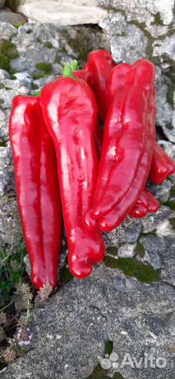 Перец Тронтаролло семена