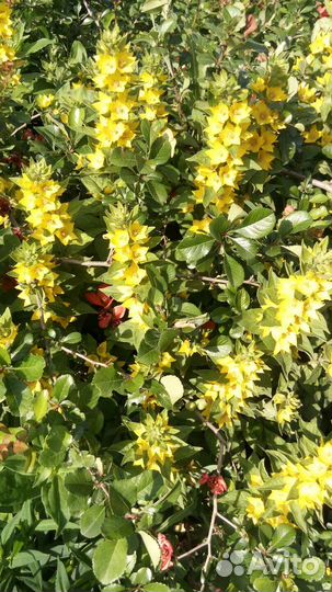 Многолетники