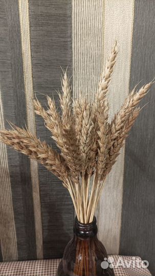 Колоски пшеницы сухоцветы