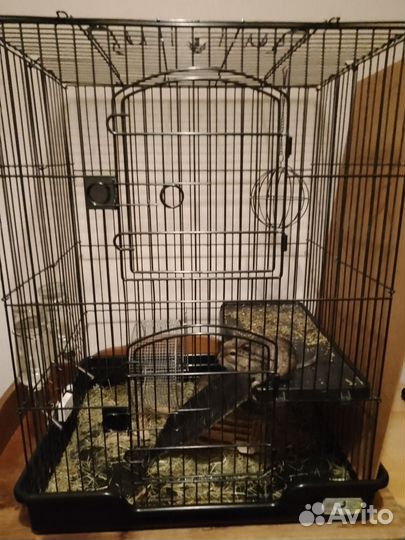 Продаются белки Дегу, только В хорошие руки